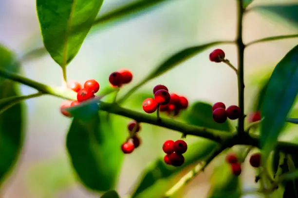 Red berry of Ilex paraguariensis, yerba mate, a member of the Aquifoliaceae family. Yerba-mate is often used for its leaves, which can be steeped to make mate, a caffeinated beverage.