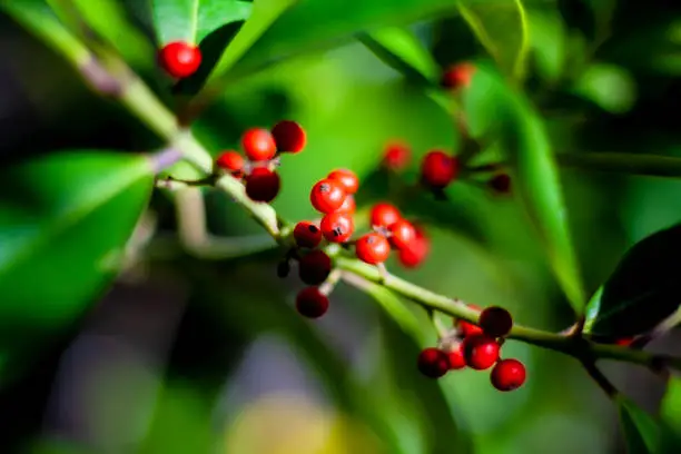 Red berry of Ilex paraguariensis, yerba mate, a member of the Aquifoliaceae family. Yerba-mate is often used for its leaves, which can be steeped to make mate, a caffeinated beverage.