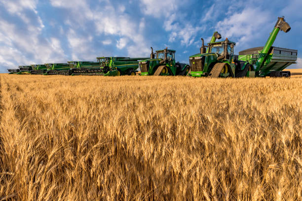 Swift Current, SK/Canada- Aug 14, 2022: Golden hour over combines during harvest in Saskatchewan