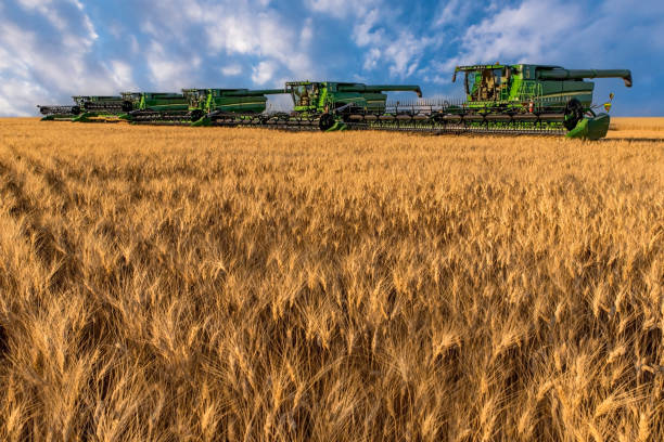 Swift Current, SK/Canada- Aug 14, 2022: Golden hour over combines during harvest in Saskatchewan