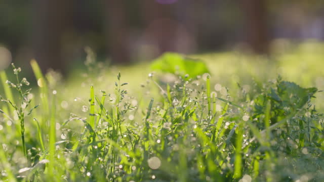 Green wet grass in spring with sunshine bokeh for earth day, nature or environment background. Field, lawn or park ground with plant growth for summer garden, ecology or natural texture in morning