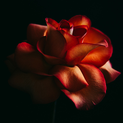 Dark and moody image of red-orange rose