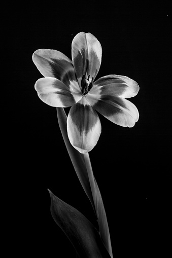 Black and white photography of single tulip flower on black background.