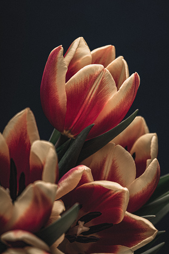 Bouquet of yellow-red tulips, close-up