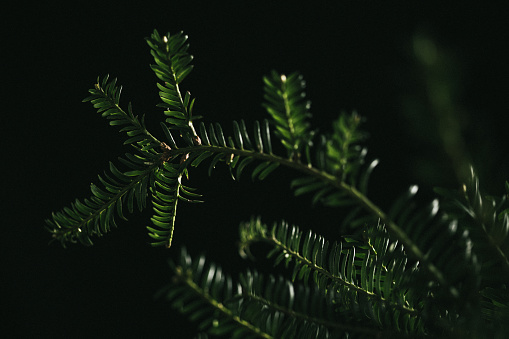 Pine branch on black background