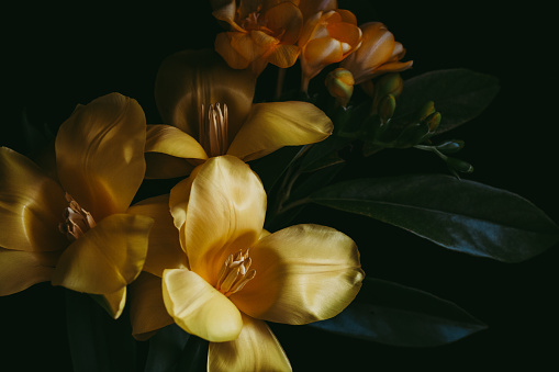 Yellow tulips on dark background with lots of copy space