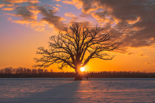 belle vue sur un chêne nu solitaire poussant dans un champ agricole couvert de neige au coucher de soleil coloré dans le midwest; coucher de soleil derrière l’arbre - bare tree photos photos et images de collection