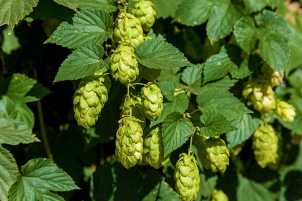 istock flowering hops with green leaves 1430239052