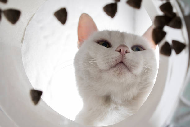 istock Funny white domestic cat eats dry food from a bowl, an unusual angle from below 1430239787
