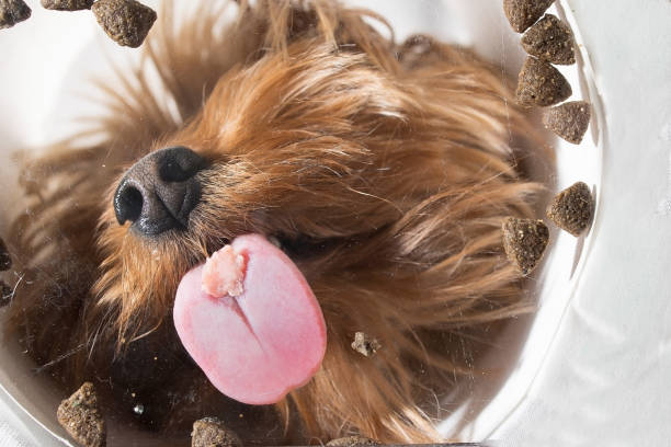 Funny brown domestic dog Yorkshire terrier eats dry food from a bowl, unusual angle from below stock photo