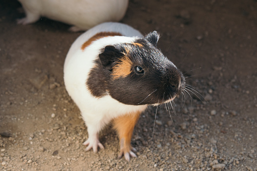 cute guinea pig images