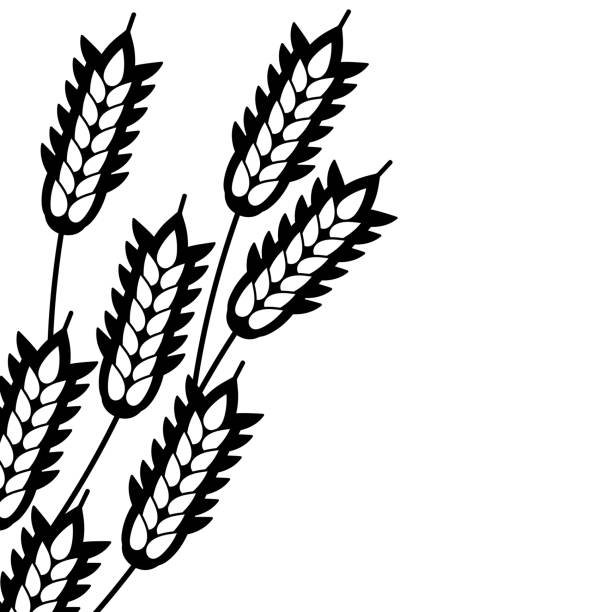 illustrations, cliparts, dessins animés et icônes de oreilles de blé sur le blanc - oat cereal plant oat flake backgrounds