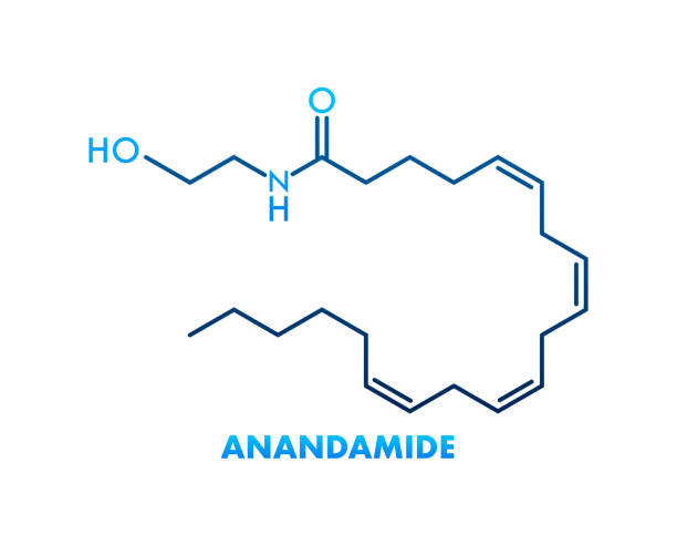 30+ Anandamide Illustrations - iStock