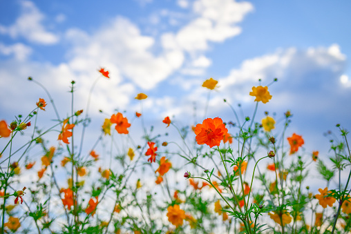 Colourful flowers with blue sky at the background
