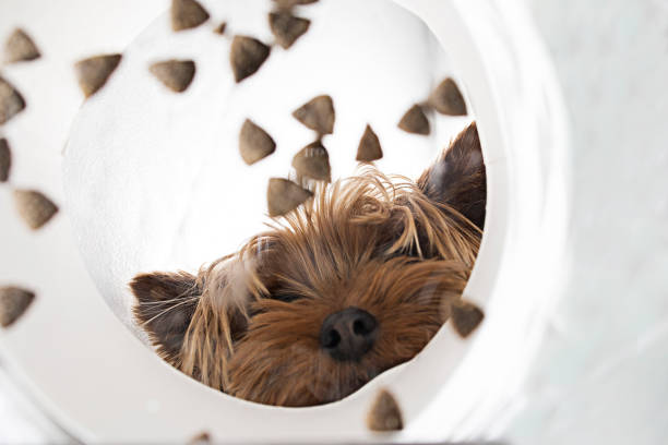 Funny brown domestic dog Yorkshire terrier eats dry food from a bowl, unusual angle from below stock photo