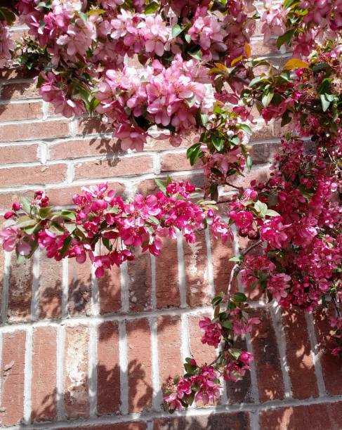 Pink flowers against brick
