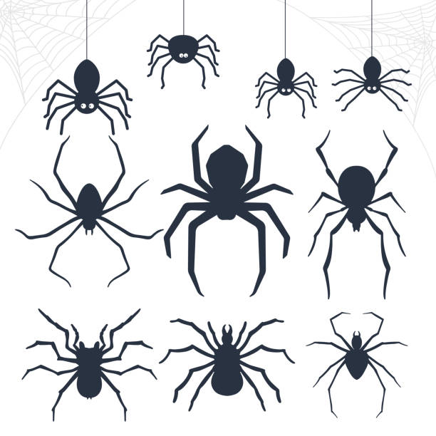 набор силуэта черных пауков. черные пауки висят на паутине. используется для полиграфии, плакатов, баннерных футболок, текстильного рисунк� - silhouette spider tarantula backgrounds stock illustrations