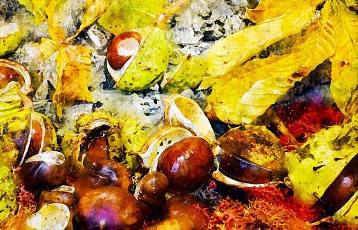Watercolour effect of the Horse chestnut seeds - conkers