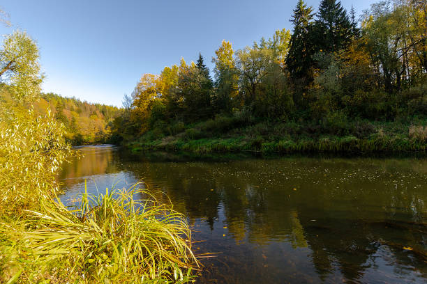istock River flowing through the autumn forest. Autumn forest 1430258318