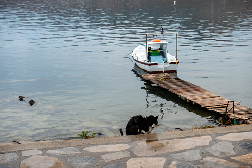 Sick cat resting by the sea