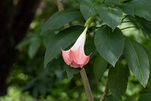 Lone pink Angel's trumpet (Brugmansia suaveolens) flower in the garden in Mangalore, India.
