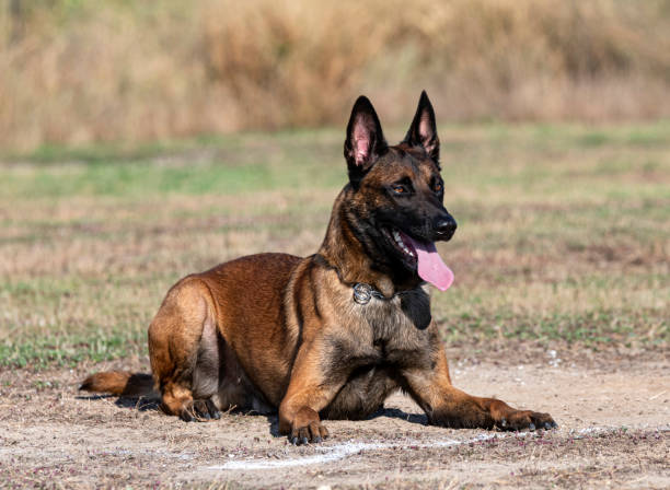 istock training of belgian shepherd 1430260875