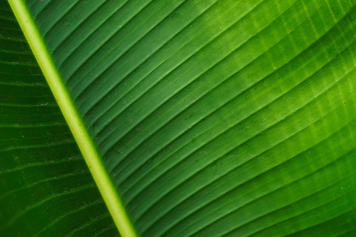 The leaves of the banana tree Textured abstract background, Banana green leaf texture.