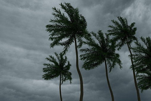 Tropical Storm and Palm Trees with Dramatic Sky