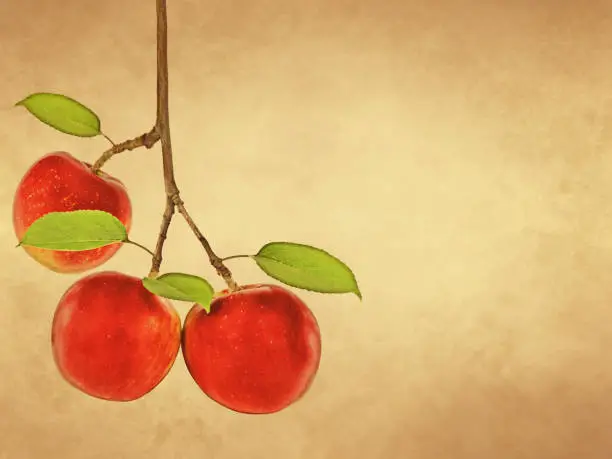 Apple branch with red ripe fruit on old paper background and copy space