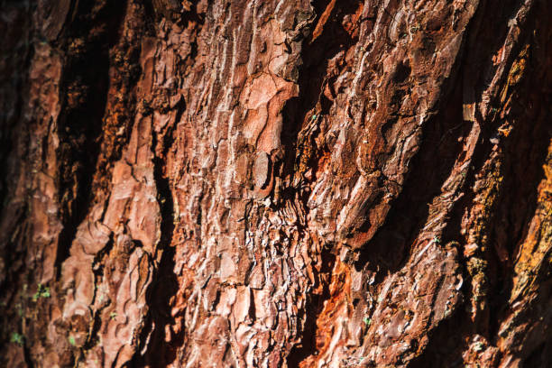 Macro photo of pine tree bark, natural background texture