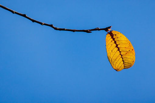 Yellow autumn leaf is on a branch over bright blue sky background, macro photo