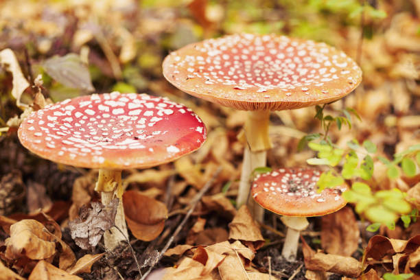 Free picture: red, death, cap, mushroom