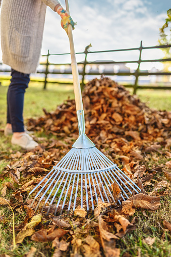 Mature woman in garden yard backyard raking collecting of dry autumn foliage leaves standing with rake in sunny fall