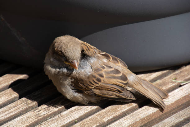 istock young sparrow not yet fully grown sits on the terrace and rests 1430264004