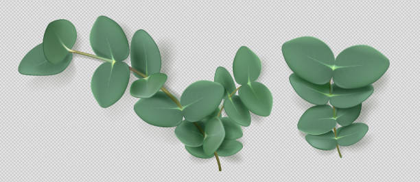 Eucalyptus leaves and branches, aromatic herb Eucalyptus leaves and branches, aromatic herb. Evergreen plant, condiment or spice for essential oil and medicine isolated on background. Natural green foliage, Realistic 3d vector illustration plant png stock illustrations