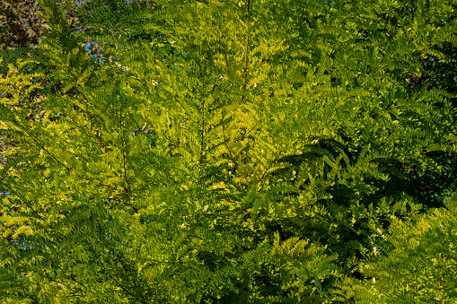 Close-up leaves of acacia tree