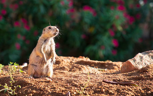 Funny portrait of a prairie dog, standing and watching with attention, Athens zoo