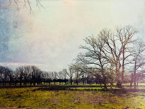 My original horizontal rural landscape photo of Elm trees growing in a row in a grassy meadow in Spring has been transformed using a Mextures app filter to create a vintage, old fashioned painterly effect.