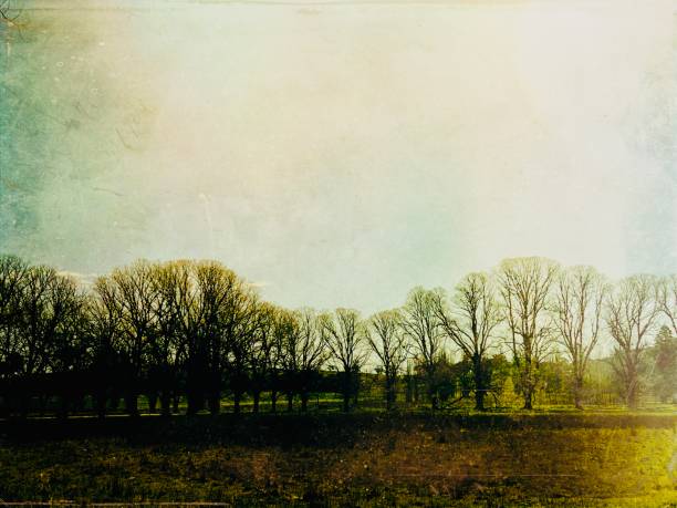 My original horizontal rural landscape photo of Elm trees growing in a row in a grassy meadow in Spring has been transformed using a Mextures app filter to create a vintage, old fashioned painterly effect.