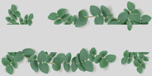 Eucalyptus leaves and branches, frame or border Eucalyptus leaves and branches frame, aromatic herb. Evergreen plant border, condiment or spice for essential oil and medicine isolated on background. Natural green foliage decor realistic 3d vector plant png stock illustrations