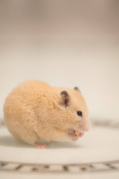 istock A hamster on a white background greedily stuffs food behind its cheeks. 1430272202