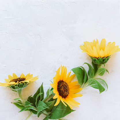 Three yellow sunflowers on white textured background. Top view, flat lay, copy space.