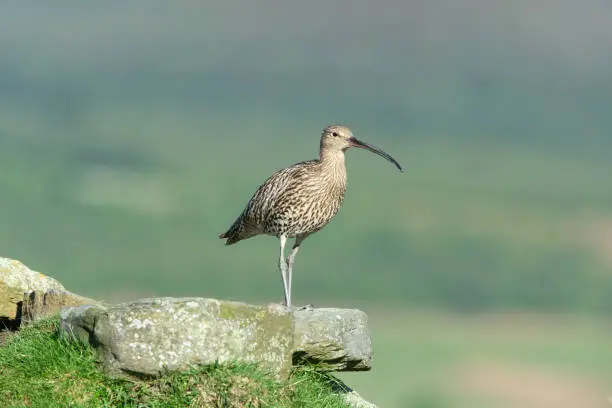 Adult curlew in Springtime, stood on a rocky outcrop on the North Yorkshire Moors, UK. Facing right.  Scientific name: Numenius Arquata.  Clean background.  Copy space.