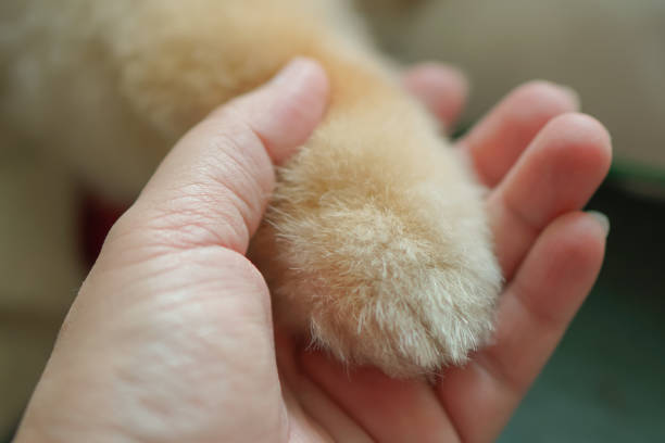 istock Friendly woman holding dogs legs in hands. 1430273787