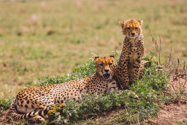 istock Cheetah With Cub On Field 1430274339
