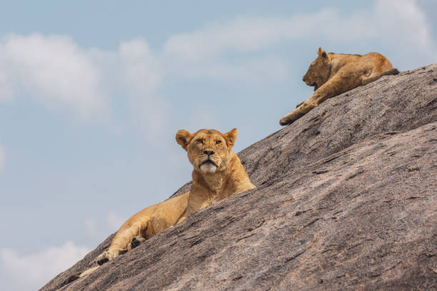 istock Lioness With Cub On A Rock Against The Sky 1430274345