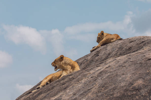 istock Lioness And Cub Standing On A Rock Against The Sky 1430274346