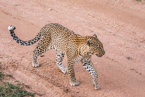 Photo taken in Seronera, Tanzania