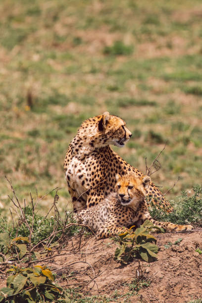 istock Cheetah With Cub On Field 1430274361
