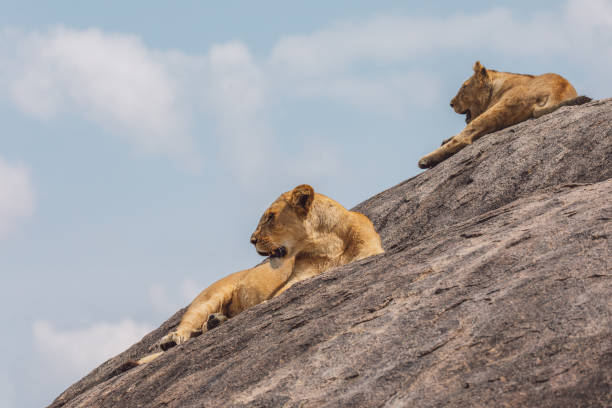 istock Lioness And Cub Standing On A Rock Against The Sky 1430274380